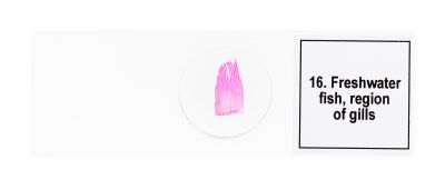 Набор микропрепаратов Levenhuk Discovery Prof DPS 25. «Биология, Птицы и др.»