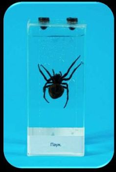 Влажный препарат «Паук» арт. Ed17658