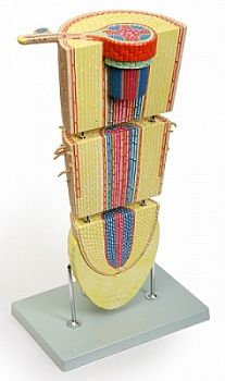 Модель «Легуминосае двулистная» арт. ФгК26793