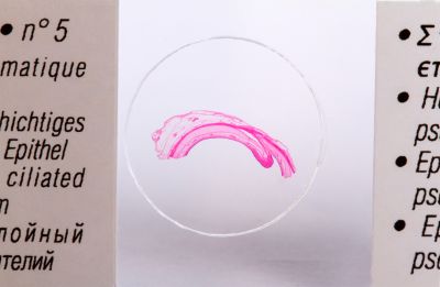 Набор микропрепаратов Konus 25: «Клетки и ткани животных»