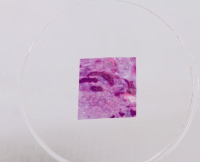 Набор микропрепаратов Konus 10: «Человеческое тело. Норма»