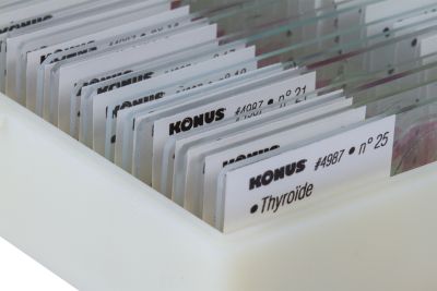 Набор микропрепаратов Konus 25: «Человеческое тело»