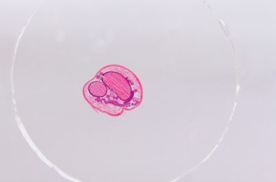 Набор микропрепаратов Konus 15: «Размножение беспозвоночных»