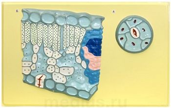 Клеточное строение листа арт. ФгК26796