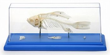 Скелет рыбы арт. ФгК26858