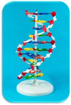 Модель структуры «ДНК» арт. Ed16884