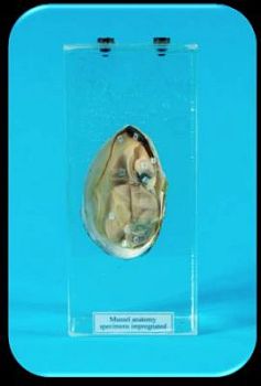 Влажный препарат «Внутреннее строение моллюска» арт. Ed17652