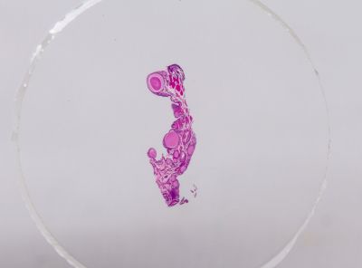 Набор микропрепаратов Konus 10: «Ящерицы, змеи и птицы»