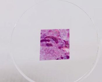 Набор микропрепаратов Konus 10: «Человеческое тело. Норма»